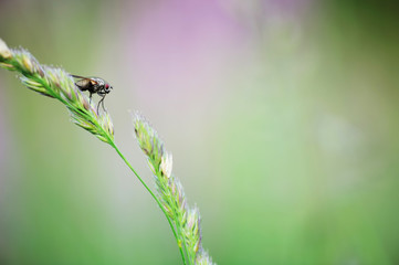 Fly perching on grass. Very shallow depth of field. Focus on fly.