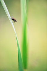Fly perching on grass. Very shallow depth of field. Focus on fly.