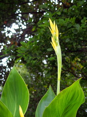 Obraz premium カンナの蕾と若葉