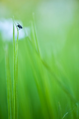 Fly perching on grass. Very shallow depth of field. Focus on fly.