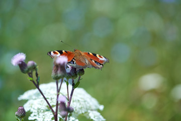 A butterfly on wildflower. Copy space, 