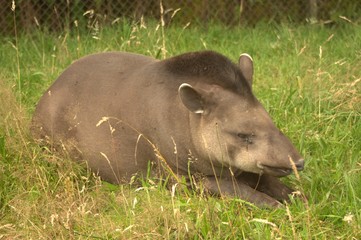 Fototapeta premium tapir