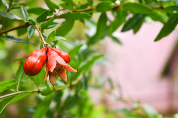 Pomegranate Flower Closeup Shot taken Daytime left side focus