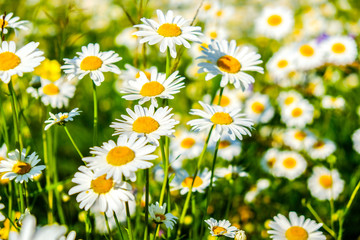 Fototapeta premium Natual white chamomile flowers in the forest