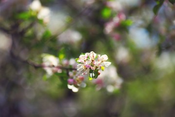 flowers in garden