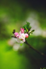 pink flowers of a tree