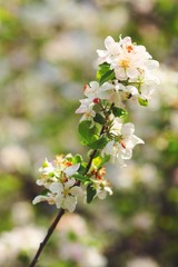 blooming cherry tree in spring