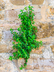Bush weed in an old stone wall