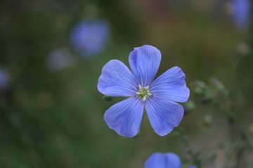 blue flower on background of green grass