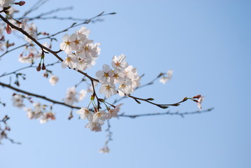 サクラ