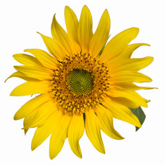 yellow sunflower flower close up on white background