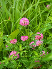 赤詰め草とヘラオオバコ