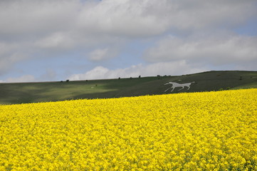 Obraz premium wiltshire chalk horse and canola
