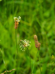 野原のヘラオオバコ