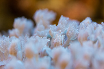 corals are very close