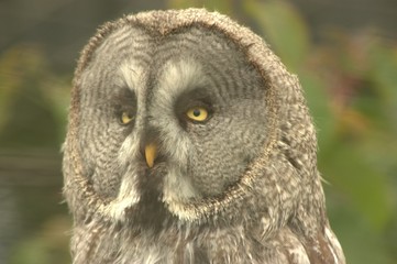 portrait of an owl