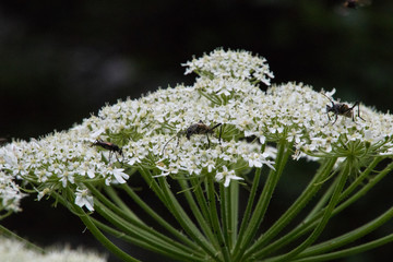 Insekten auf einem Bärenklau