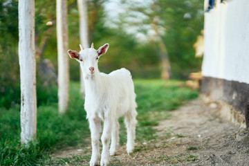 goat in farm