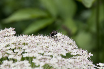 Insekten auf einem Bärenklau
