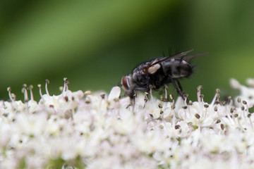 Insekten auf einem Bärenklau