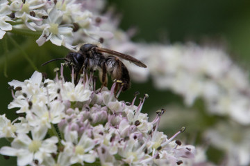 Insekten auf einem Bärenklau