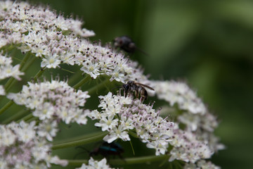 Insekten auf einem Bärenklau