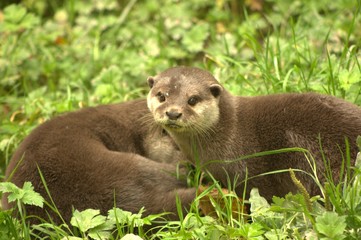 otter