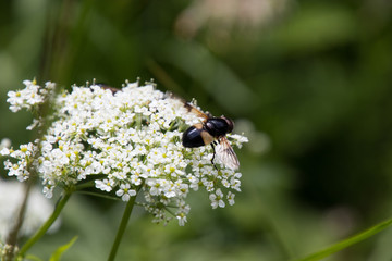 Insekten auf einem Bärenklau