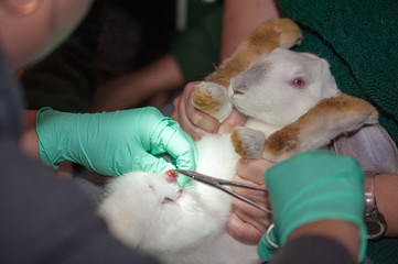 A veterinarian castrates rabbits on the farm with a surgical instrument.