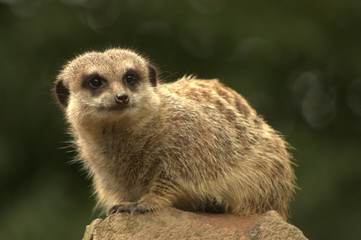 meerkat on guard