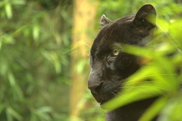 panther in tree