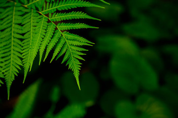 Green leaves pattern background, eco concept image or refreshment concept background.