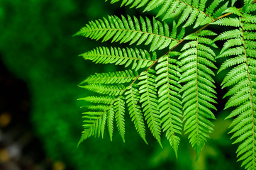 Green leaves pattern background, eco concept image or refreshment concept background.