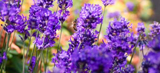 Bee busy collecting nectar from a lavender flower