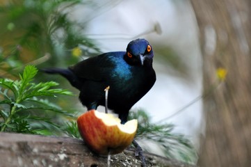 glossy starling on bird table