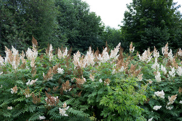 Filipendula ulmaria, commonly known as meadowsweet or mead wort, is a perennial herb in the family...