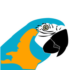 Color parrots head isolated on white background.