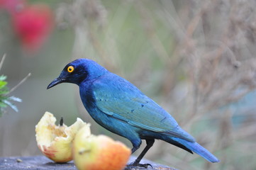 blue bird on a branch