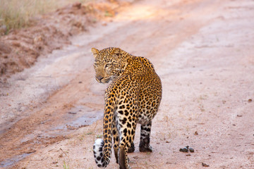 A curious Leopard investigating a water stream.