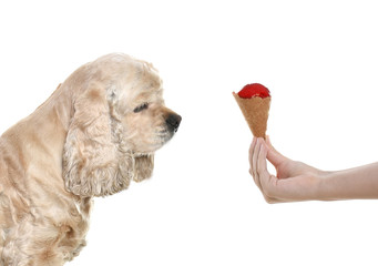 Close-up of a hand holding ice cream and teasing american cocker spaniel