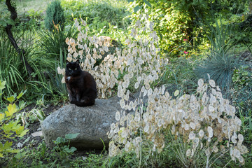 Ornamental pods of lunaria in the garden