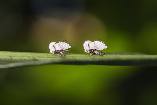 The black-and-white treehopper nymph (Membracidae) from the Brazilian Atlantic Forest, Minas Gerais.
