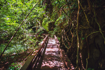 Fototapeta premium Nature trail in the rain forest. The nature of the green forest in the big forest. Hiking tour. Wooden bridge nature trail.