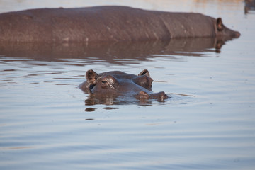 Fototapeta premium Hyppo in Botswana