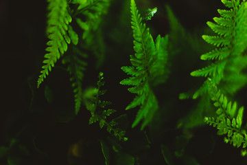 background of green leaves