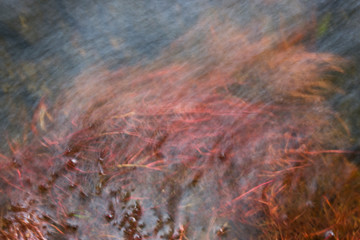 forest river with red algae growing near the shore under water. Russia, Leningrad region.