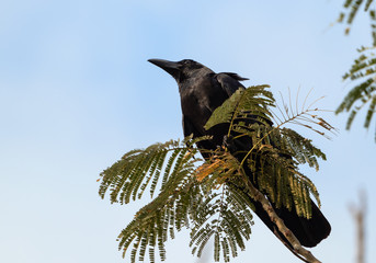 Close up Large-Billed Crow Perched on Branch Isolated on Sky
