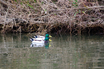 冬の川岸　風景　真鴨