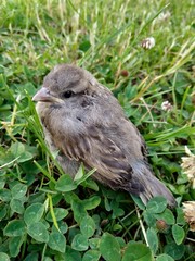 Oiseau