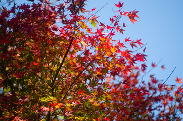 秋風と紅葉